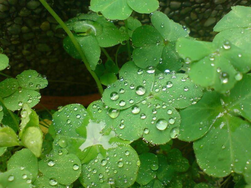 落在叶子上的雨滴有些呈现饱满的半圆形态,近距离观察你会发现它放大