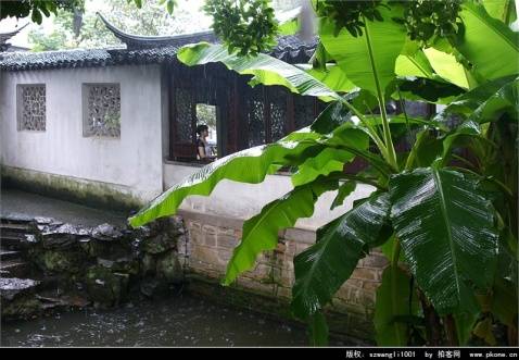 【海纳百川蔷薇刊】推出百川同题诗 雨打芭蕉