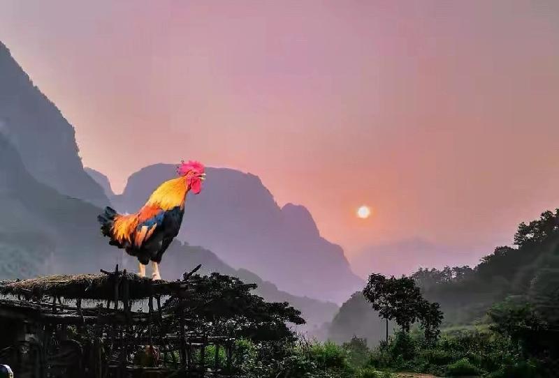 雄鸡二首 作者:泰山杨众