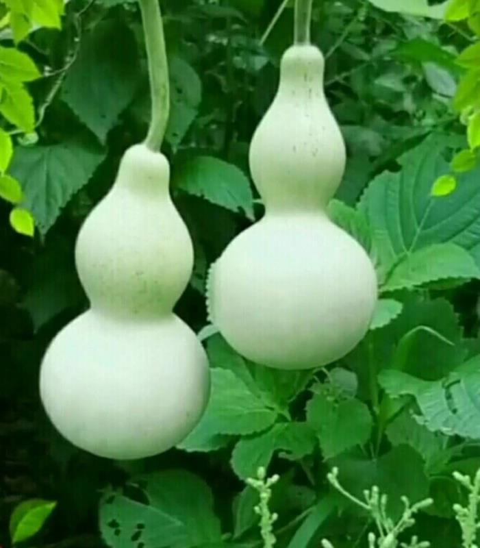 葫芦——文/雪荷仇学慧——西银/北京头