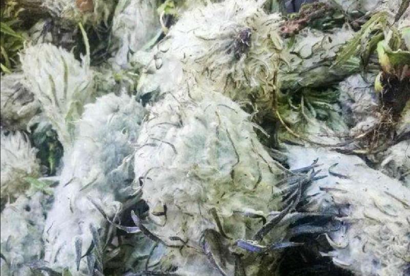 藏雪莲花的功效与作用及食用方法