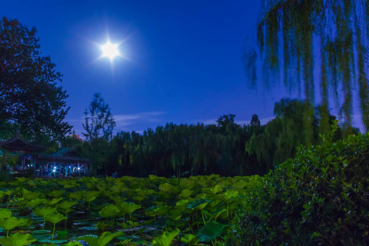 韦成柏 清风明月朗,漫步碧池旁. 夜曲蛙声婉,舒怀玉蕊香.