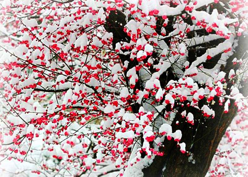 雪洒梅亭风自北,梅开雪岭月偏西 梅听雪雨花摇影,雪渗梅林燕啄泥.