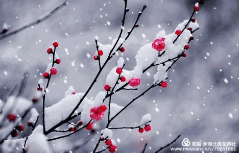 湖北盘龙诗社57期【春雪】抗击疫情诗词(10)精华