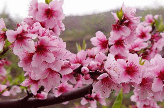 菩萨蛮 恋春 词/青青芳草