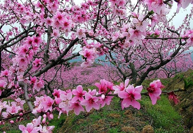 律绝两首·桃花咏