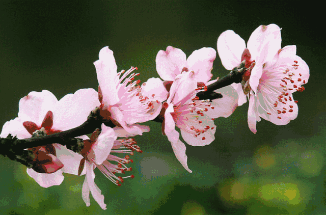 今天粉嫩娇羞 明天火红奔放 左手握着花香 右手托着蝴蝶 日沐暖阳 夜