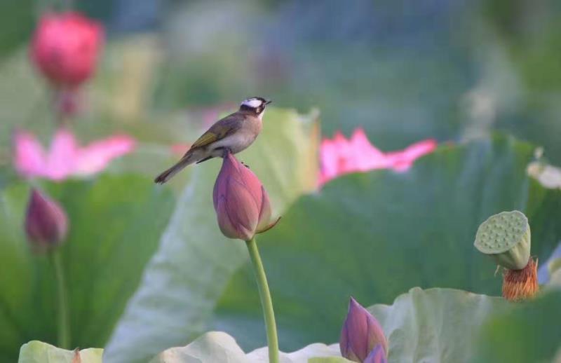 题图/荷花情(古风) 文/平安是福