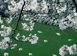 262_192gif 动态图 动图