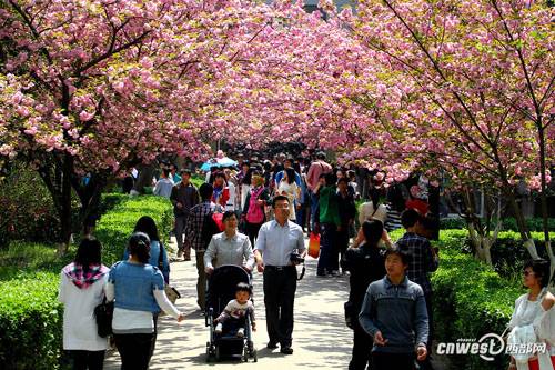 长安樱花广场.jpg03.jpg