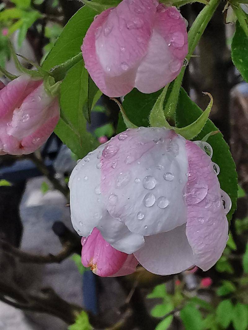 海棠带雨