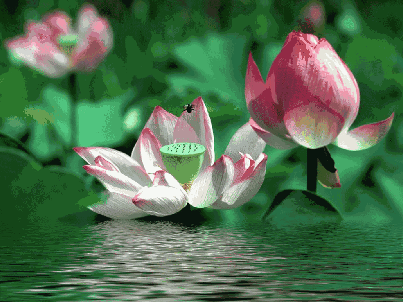 【现代诗】《立夏》作者:张国平 | 诵读:雅萱