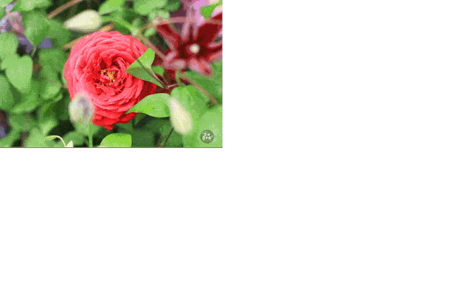 原创 张光泽【月季花】朗诵:仙er