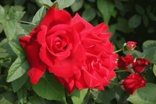 【卜算子】 牡丹 文/梦蝶(外一首)