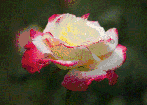 【卜算子】 牡丹 文/梦蝶(外一首)