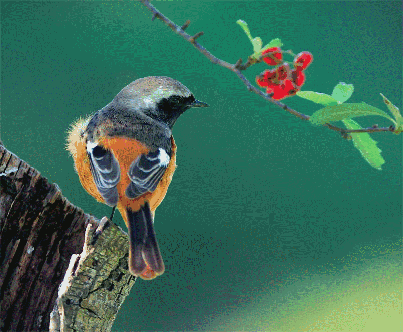 (美国)涓子的诗作:鸟儿||世界诗会北欧总社||海外头条