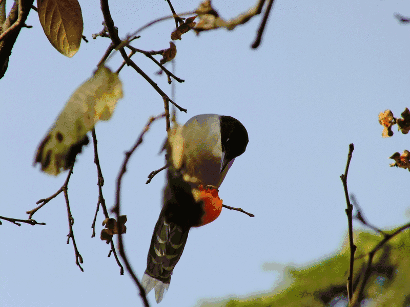 燕子空中展翅追, 电线踏脚论是非. 呢喃情话真不少, 双双结伴南北飞.