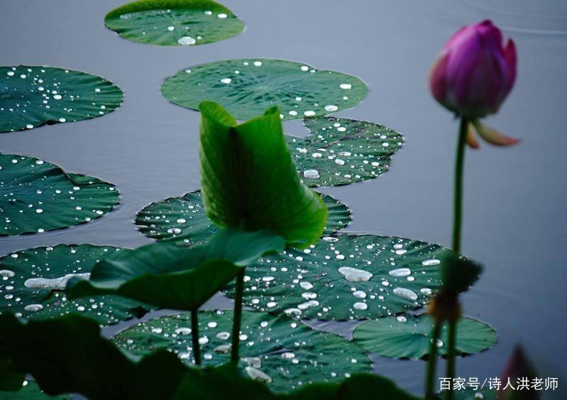 夕阳(鲁国元)七律咏荷花