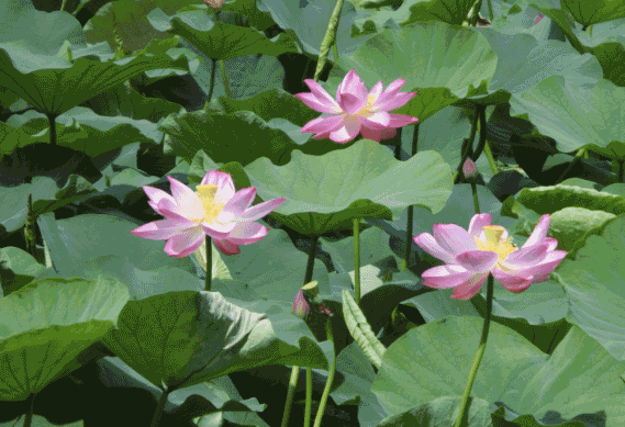 咏荷 文/山泉清风 碧叶红花舞彩姿,迎风绽放耀清池.