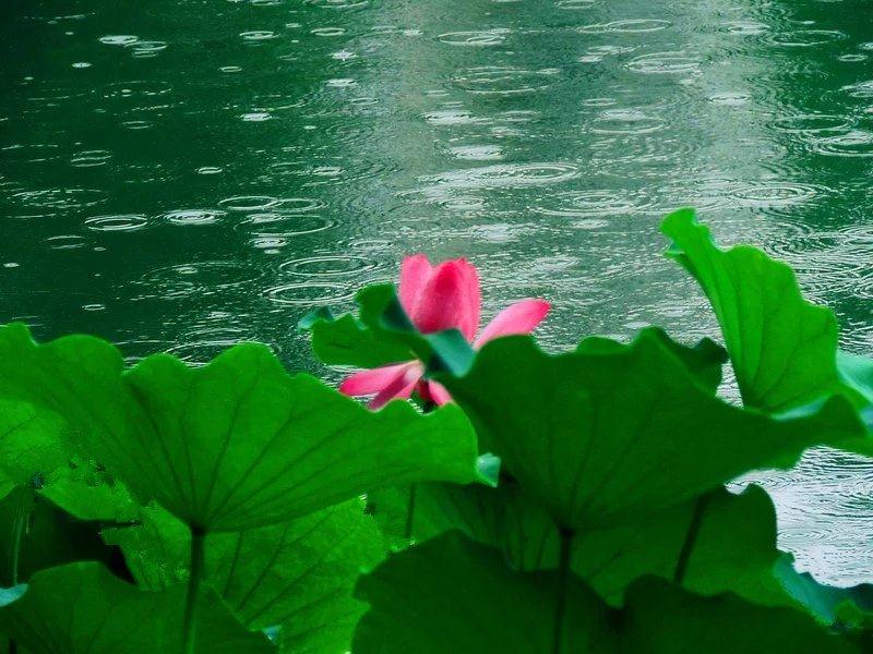 涴溪沙夏雨荷塘—文/莹洁