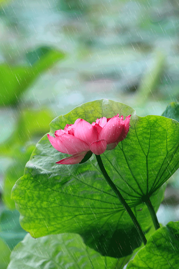 云雨爬上阳光的脸