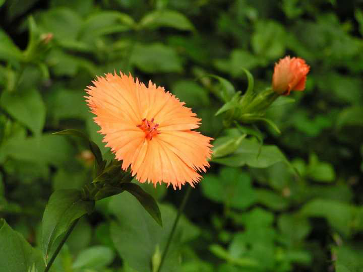 菊韵松风(第三十四期)夏爱菊咏百花诗