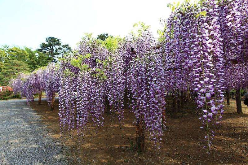 《紫藤萝瀑布》作者 宗璞 主播 月照花林