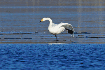 清明谷雨时, 东方拂晓日迟迟, (六)天鹅 哦哦曲颈歌, 悠闲戏水拨清波