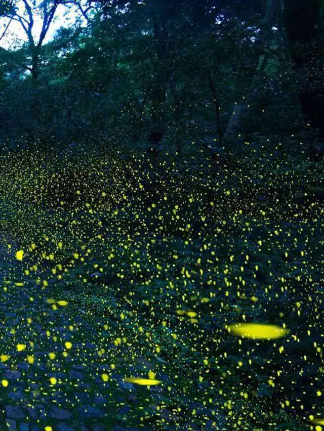 夏夜,流萤点点 文‖朱顺泉