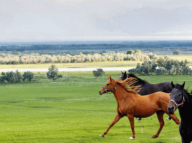 文/品味人生 秀家乡 秀美青山天空蓝  牛羊闲游马奔驰 葵花莱籽引蜂