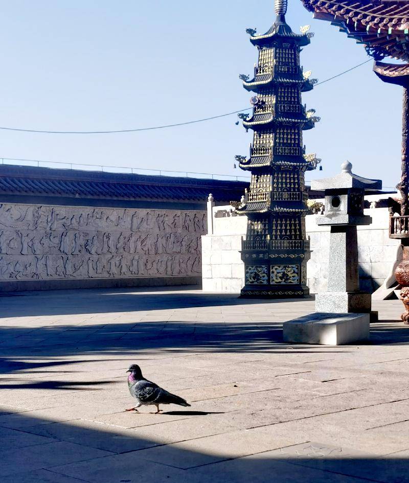 神奇神木:大柳塔万佛寺掠影