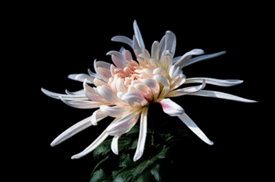 一身清气蕴,五斛浥香嘉. 赞野菊花 马乃孚 苦薏貌无华,身披黄白纱.