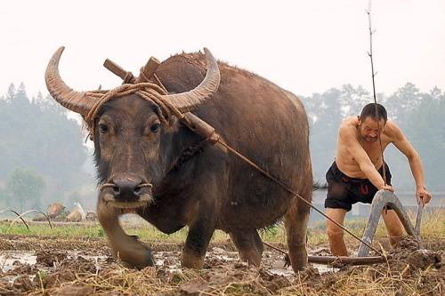 隆重推出题外五首文张秀祥山东