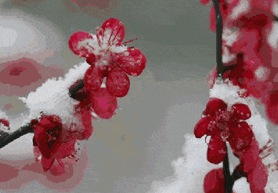 蝶恋花梅君子 路人甲 静绽幽园银栗下 雪簇虬枝 傲骨冰霜挂.