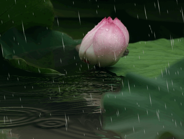 七律夏至中华通韵文连振华