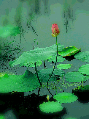 300_400竖版 竖屏gif 动态图 动图