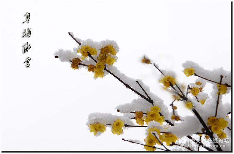 月下浣溪沙雪梅外一首诵玉华