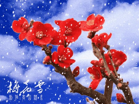 梅花 文/罗世识