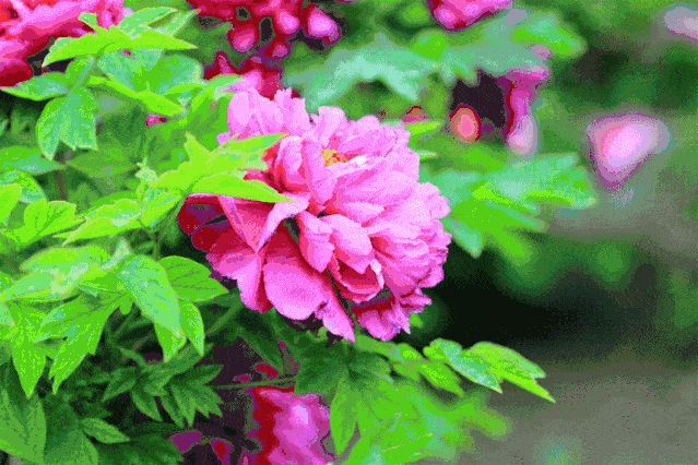 咏芍药 文/朱学钊