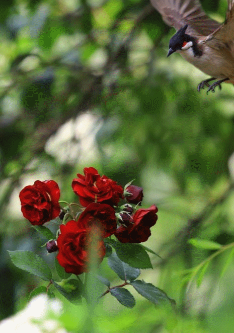 sinaimg.cn_mw1024_6c0569a3tw1e4gm8t.