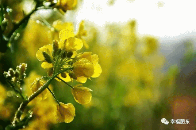 一簇簇金灿灿的迎春花 在岩石旁被收进画夹 渲染的色彩有你坚强的