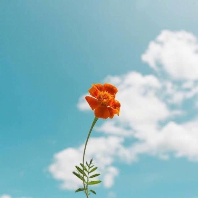中国苦难中变成浴火重生的凤凰!