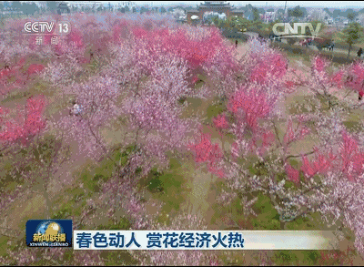小山上, 桃花盛开, 串串朵朵, 色彩斑斓, 粉红如霞, 将大自然装点出