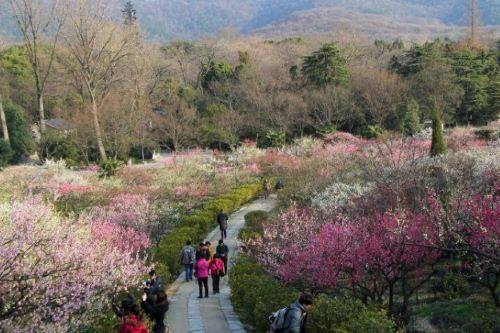 旅游拍摄《莱西梅花山生态园》【都市头条青岛编辑部】