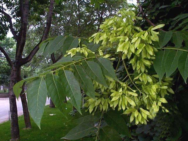 补虚壮肾神飘逸,润体养肤容俊雅 枝上鲜芽老饕赞,厨台美味妇孺嘉.