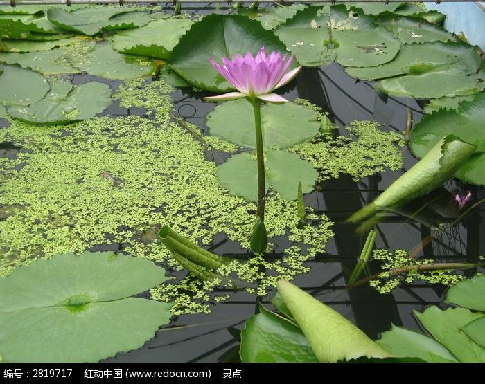 浮萍花(文/夏寒)