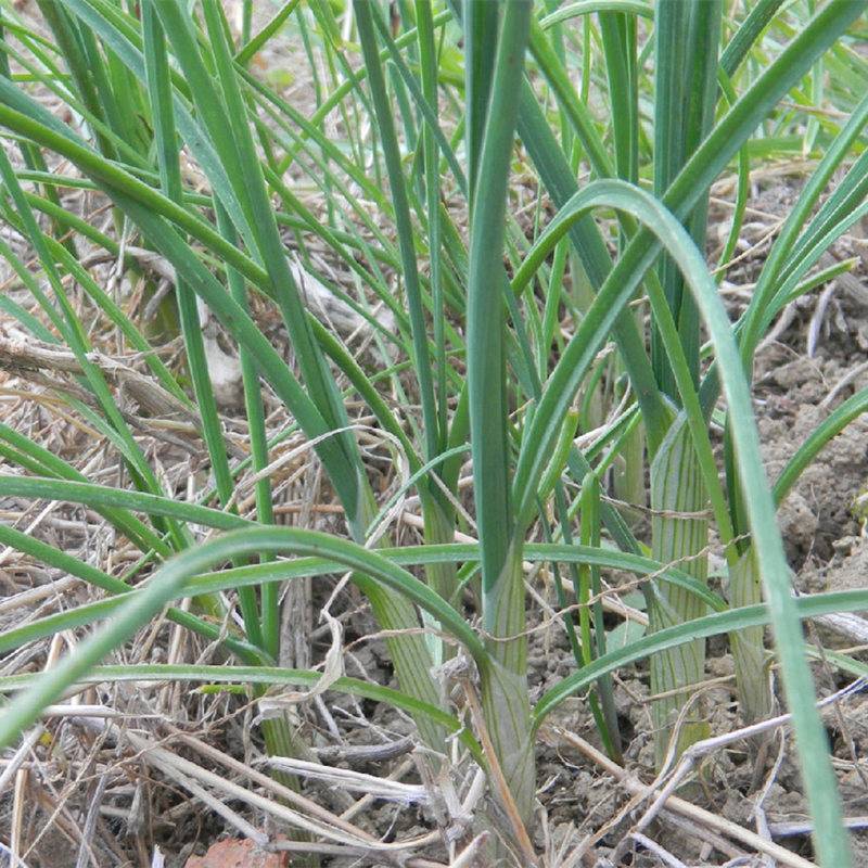 野山葱文张传浩江苏