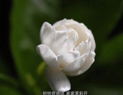 我就变成一朵你喜欢的 茉莉花 在枝头上 冲着你大笑 又在新叶上跳舞