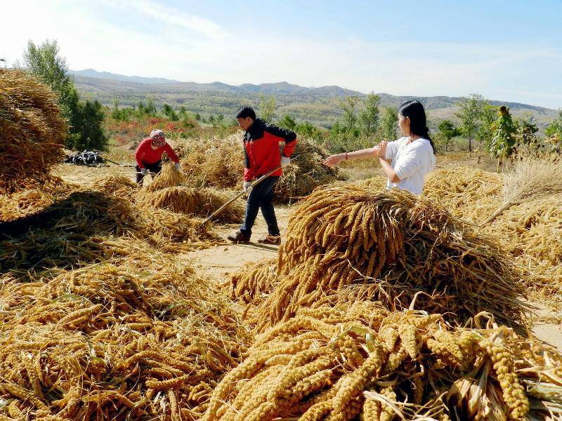 碾麦扬场场里晒