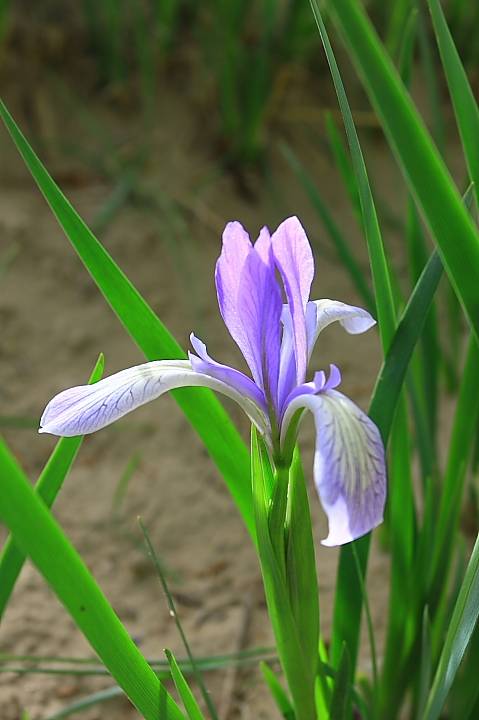 马兰,神气 文^江夏莲子